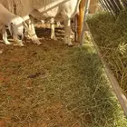 فحل حري صنف جذع