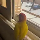 ببغاء روز اليففف
