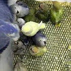 فروخ روز غر