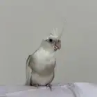 فرخ بغبغاء كروان هولندي