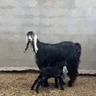 عنز خلفه الموقع الجمش