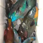 سمك فرررش صيد اليوم  لسى طازه