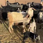 للبيع معزا مراح 2 ولد يتبعهن 4