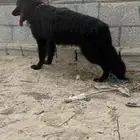 انثى بلاك جيرمن