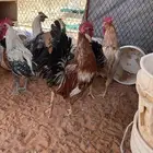 ديكة بلدي احجام كبيرة ذبح