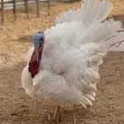 دجاج رومي