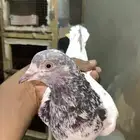 حمام باكستاني للبيع شرط مطيار