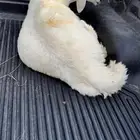 خروف كفو