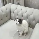 قطط للتبني