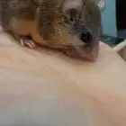 سنجاب قزم بني
