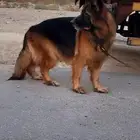 للبيع انثى شولاين اليوم حاضت وبعد سبوع تجهز لتزاوج