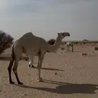 بكره لقيه