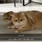 كيتن سكوتش