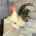 دجاج جبنيز اقزام طقمين