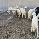 خرفان للبيع