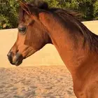 مهر ابن البطل بديع الناصر