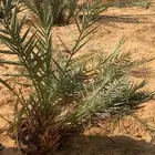 فروخ نخل صغير وكبير