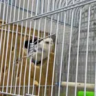 عصافير زينه