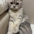 قطو للبيع عمره 4 شهور وماخذه تطعيمه رباعيه ومعه كرت التطعيم