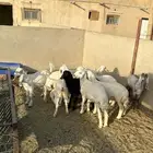 حريات تمم البيع