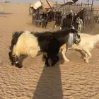 معزا مراح للبيع دفيع