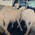 ثلاثة خرفان