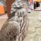السلام عليكم مطلوب طير حر اي نوع عادي