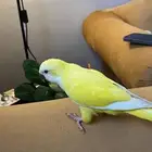 كويكر الليف وهدد داخلي وخارجي