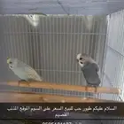 طيور حب