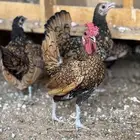 دجاج سبرايت نحاسي ( TOP) بياض