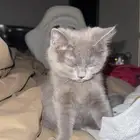 للبيع قطاوه