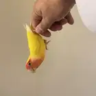 طير زور اليف