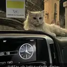 بسه ضايعه بيشه