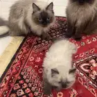 قطط هملايا للبيع