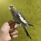 للبيع كروان نورمل اليف