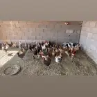 دجاج بلدي.