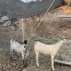 عنقان