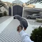 ببغاء كاسكو للبيع