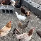 دجاج للبيع