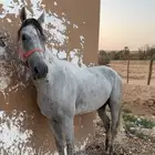 حصان شعبي