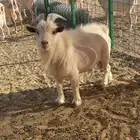 فحل ماعز قزم
