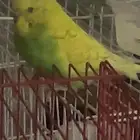 طيور للبيع
