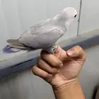 فرخ روز هدد داخلي خارجي