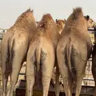 قعدان مفاريد كفو فل الفل