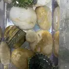 سلاحف