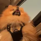 كلب بورميرانيان