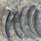 قرون وعل طبيعي عل السوم