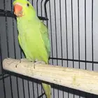 ذكر دره للبيع