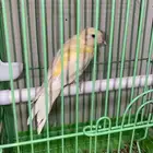 كناري تغريد