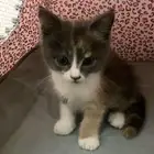 قط تبني شرازي